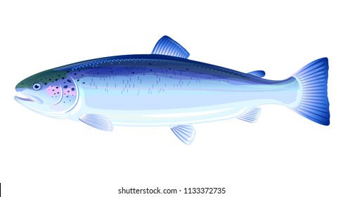 Atlantic Salmon Fish