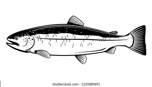 chinook salmon black and white illustration free download