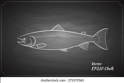 Atlantic Salmon Fish Chalk Painted On Chalkboard Outline Vector Illustration