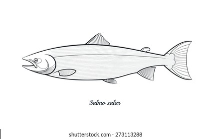 Atlantic Salmon Fish Outline Vector Illustration