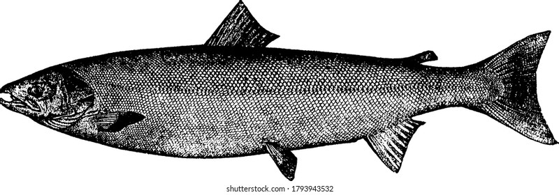 Atlantic Salmon fish showing in image having a cross section look of body, vintage line drawing or engraving illustration.