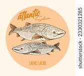 atlantic Salmon fish. Vector illustration in vintage style.