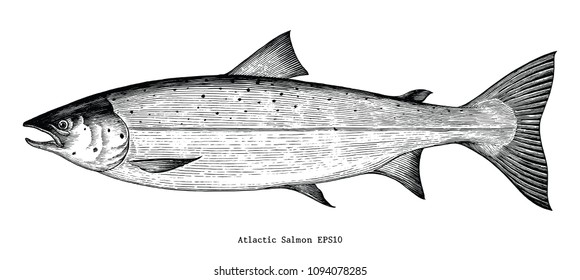 Atlantic salmon hand drawing engraving style