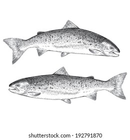 Atlantic Salmon Illustration Stock Vector (Royalty Free) 192791870 ...