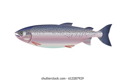 Atlantic salmon isolated on white background. Vector illustration