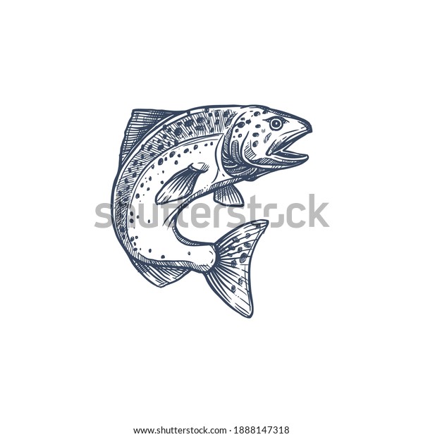 Atlantic salmon ray-finned fish in family\
Salmonidae isolated monochrome sketch. Vector trout, char, grayling\
and whitefish in jump, fishing sport trophy. Underwater animal,\
salmon hand drawn
