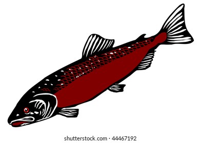 Atlantic salmon (Salmo salar dimock)