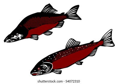 Atlantic salmon (Salmo salar dimock) and salmon humpback (Oncorhunchus gorbusha)