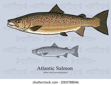 Atlantic Salmon (Spawning Phase). Vector illustration with refined details and optimized stroke that allows the image to be used in small sizes.