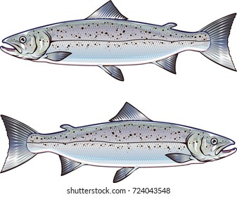 Atlantic Salmon Vector Art