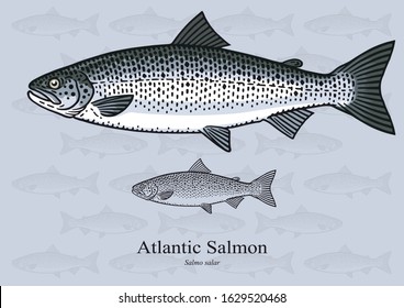 Atlantic Salmon. Vector illustration with refined details and optimized stroke that allows the image to be used in small sizes (in packaging design, decoration, educational graphics, etc.)
