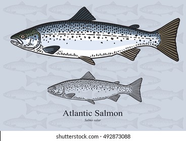 Atlantic Salmon. Vector illustration with refined details and optimized stroke that allows the image to be used in small sizes (in packaging design, decoration, educational graphics, etc.)