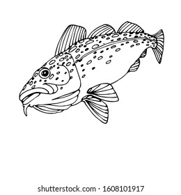 Atlantic spotted cod, commercial fish, sea predator, delicious food, vector illustration with black contour lines isolated on white background in Doodle and hand drawn style
