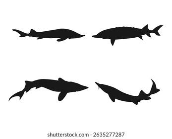 Atlantic sturgeon fish silhouette vector set. Silhouettes of Sturgeon Fish in Various Poses. Fish silhouette vector art white background.