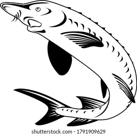 Atlantic Sturgeon Or Gulf Sturgeon Acipenser Oxyrinchus Oxyrinchus Swimming Up Retro Woodcut Black And White