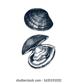 Atlantic surf clam illustrations. Edible molluscs. Shellfish and seafood restaurant design element. Hand drawn sea clams sketch isolated on white background. For menu, recipes, logos, flyer design.