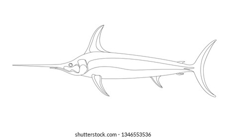 atlantic swordfish,vector illustration  