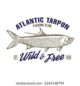 Atlantic Tarpon fish vector illustration in hand drawn style, perfect for t shirt design and fishing club logo design