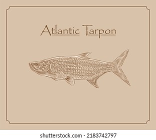 Atlantic Tarpon illustration in engraving style with details.