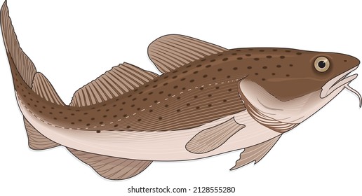 Atlantic True Cod Fish Bacalhau Gadus Aquatic Animal Specie Vector Isolated