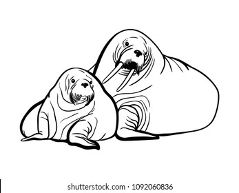 Atlantic walrus rare species of animals