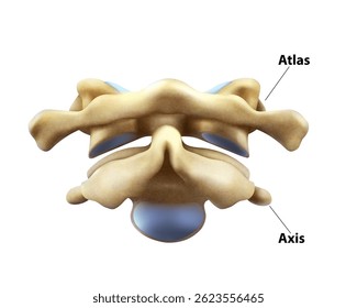 Eje Atlas. Ilustración vectorial aislada