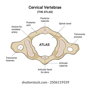  Atlas (C1 Vertebra) Anatomie