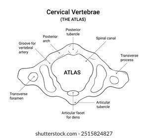  Atlas (C1 Vertebra) Anatomie Diagramm in Linienart