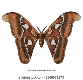 Atlas Moth Illustration – Vintage Hand Drawn Insect Clipart for Nature Art, Entomology Prints, and Boho Decor