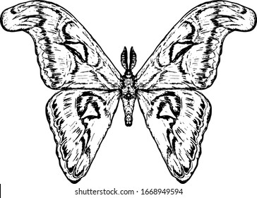 An Atlas Moth insect also known as Attacus atlas with spread wing. Hand drawn vector illustration.