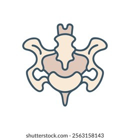 Atlas Vertebra Anatomy Overview Design