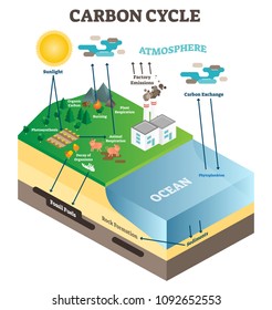 Atmosphere carbon exchange cycle in nature, planet earth ecology science vector illustration diagram scene with ocean, animals, plants and industrial factory. Educational information poster.