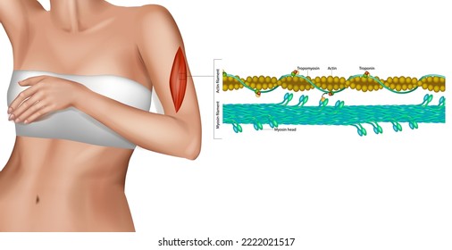 Atomic resolution of muscle contraction. Muscle Contraction. Structure of skeletal muscle. Actin filament and Myosin filament. Muscle Actin myosin interaction. Troponin or troponin complex