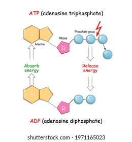 Atp Adp Adenosine Diphosphate Adenosine Triphosphate Stock Vector ...