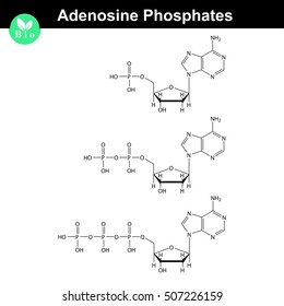 ATP, ADP and AMP chemical structures, skeletal style, 2d chemical vector illustration, isolated on white background, eps 8