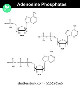 ATP, ADP and AMP chemical structures, skeletal style, 2d chemical vector illustration, isolated on white background, eps 8