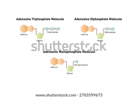 ATP, ADP and AMP Molecules Science Design. Vector Illustration.