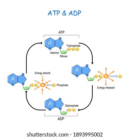 ATP ADP cycle, intracellular energy transfer. Energy is absorbed and Energy released in a cell. Adenosine triphosphate (ATP) and Adenosine diphosphate (ADP). Vector diagram