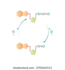ATP - Diseño de Ciencia del ciclo ADP (fosforilación e hidrólisis). Ilustración vectorial.