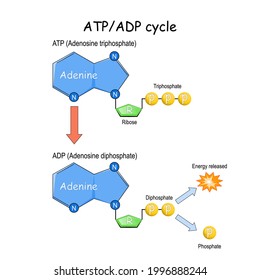 226 Adenosine diphosphate Images, Stock Photos & Vectors | Shutterstock