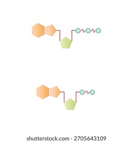 ATP and ADP Molecules Science Design. Vector Illustration.