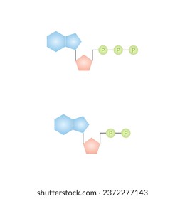 ATP and ADP Molecules Scientific Design. Vector Illustration.