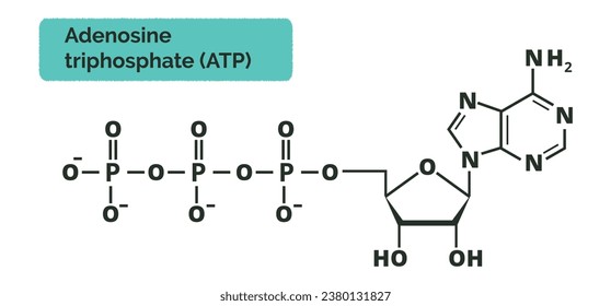 ATP formula. Vector illustration of adenosine triphosphate