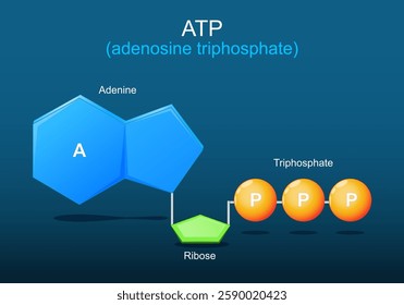 ATP molecule. Molecular chemical structural formula and model of Adenosine triphosphate. Ball-and-stick model of ATP. Cellular energy. Part of Krebs cycle. Aerobic and Anaerobic respiration