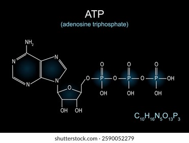 ATP molecule. Molecular chemical structural formula and model of Adenosine triphosphate. Skeletal formula of ATP on dark background. Krebs cycle. Cellular respiration. Vector illustration