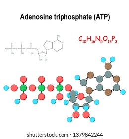 ATP. Structural chemical formula and model of adenosine triphosphate. C10H16N5O13P3. Vector diagram for educational, medical, biological, and scientific use