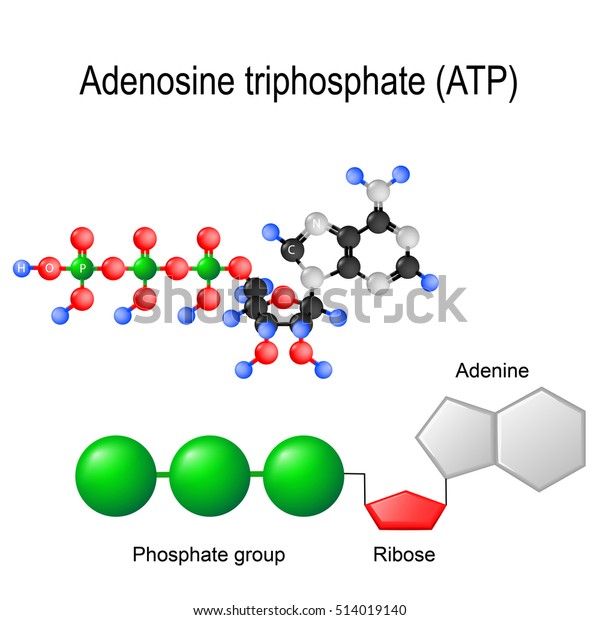 Atp Structural Chemical Formula Model Adenosine 库存矢量图 免版税