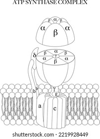 The ATP synthase (complex V) black and white line art illustration for coloring and learning.