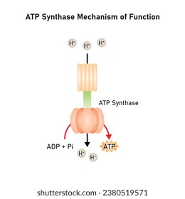 ATP Synthase Mechanism of Function Scientific Design. Vector Illustration.