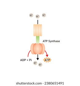 ATP Synthase Mechanism of Function Scientific Design. Vector Illustration.